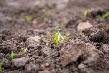 young shoots of fodder beet