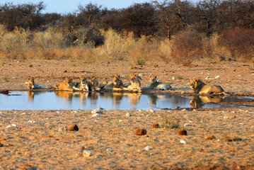 lions at waterpan