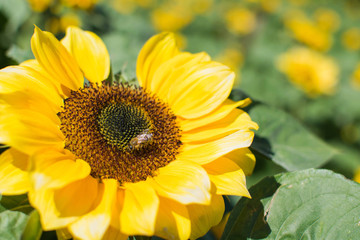 Obraz premium Close up of a vibrant full bloom sunflower. Bee taking nectar from a sunflower