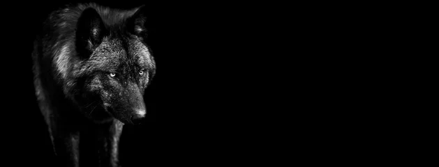 Rollo Vorlage des schwarzen Wolfes in Schwarzweiß mit schwarzem Hintergrund © AB Photography