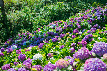 Flower field or farm with full of full bloomed purple Hydrangea macrophylla flower.