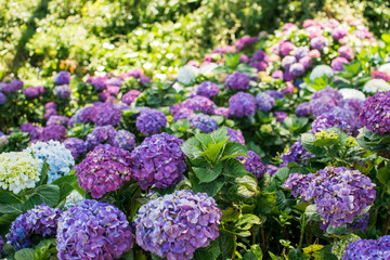Flower field or farm with full of full bloomed purple Hydrangea macrophylla flower.