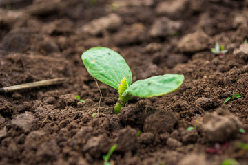 shoots of a young pumpkin