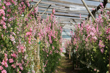 Pink and yellow antirrhinum or dragon flowers or snapdragons in a greenhouse. Pink snapdragon flower at both sides of a footpath inside a greenhouse.