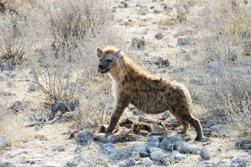 heyena in namibia