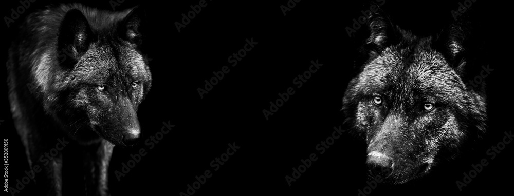 Wall mural Template of black wolf in B&W with black background