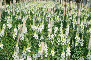 White antirrhinum or dragon flowers or snapdragons in a greenhouse
