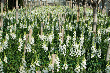 White antirrhinum or dragon flowers or snapdragons in a greenhouse.