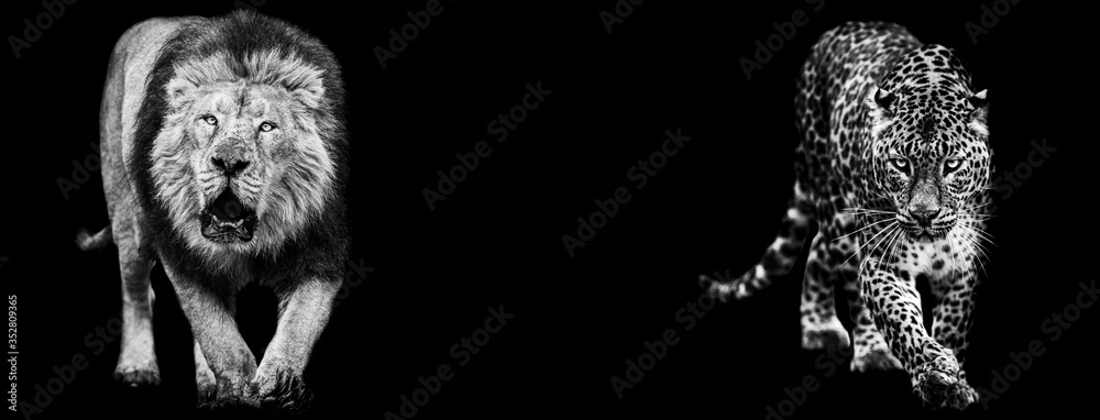 Canvas Prints template of lion and panther in b&w with black background
