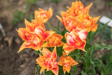 Blooming spring flowers tulips in the sunlight