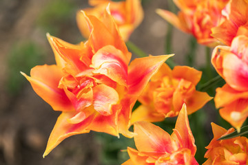 Blooming spring flowers tulips in the sunlight