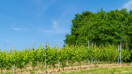 Vigna nuova in primavera