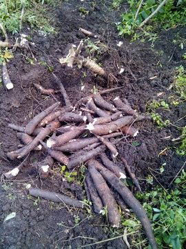 Cassava Harvesting