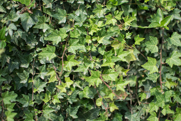 Wall covered by vibrant green ivy leaves.