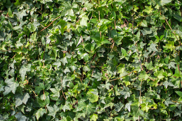 Wall covered by vibrant green ivy leaves.