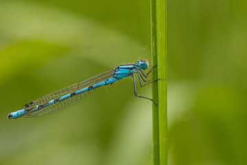 Common Blue Damselfly on a blade of grass