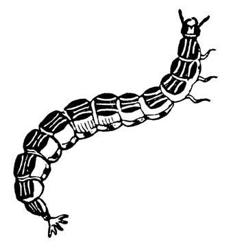 black and white segmented worm clip art preview