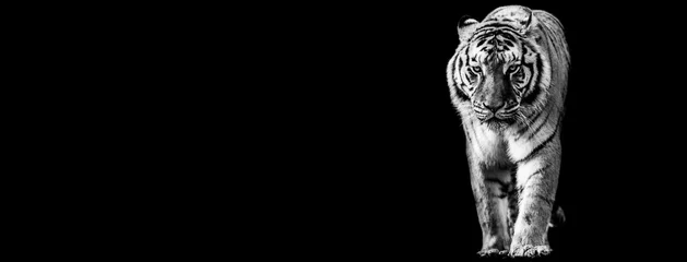  Sjabloon van Tiger in zwart-wit met zwarte achtergrond © AB Photography