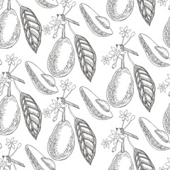 Avocado seamless pattern on a white background.. Botanical illustrations in the engraving style.  Collection of hand-drawn flowers and plants. Tropical fruits engraved style illustration.