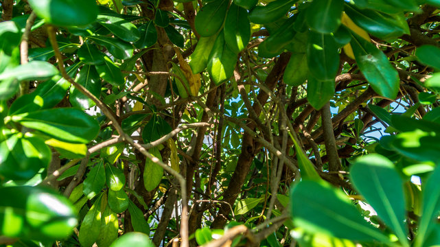 Tra la vegetazione del pitosforo in primavera