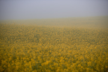 Żółte pole rzepaku spowite w porannej mgle © barytek