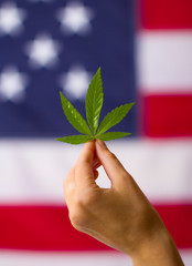 cannabis legalization in the united states of america. cannabis leaf in hands on usa flag background