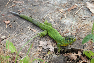 lizard in brittany (france)