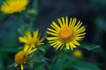 summer time, yellow flowers bloom in the garden and beckon with their fragrance