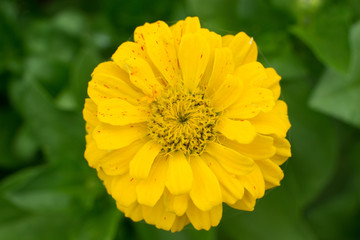 summer time, yellow flowers bloom in the garden and beckon with their fragrance