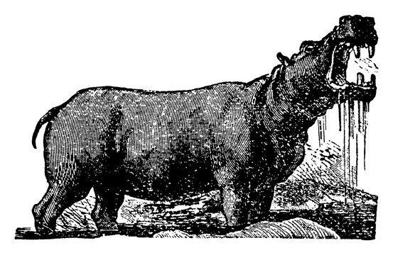 recommend clip art: Hippopotamus, vintage illustration