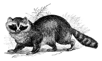 Raccoon, vintage illustration. © Morphart