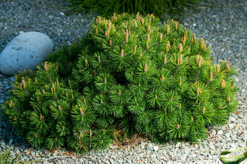 Cultivar dwarf mountain pine Pinus mugo var. pumilio in the rocky garden. - 352810749
