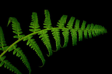 Green fern branch sprouted from the background
