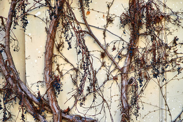 Concrete wall overgrown with dry wild grapes. Can be used as background.