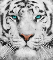 Foto op Aluminium Albino tijger met prachtige turquoise ogen © Dmitriy K