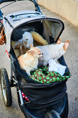 Two dogs are sitting in a stroller.