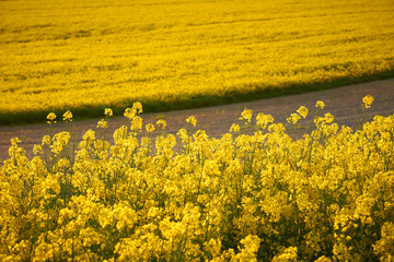 Żółte pole rzepaku i świeżo zaorane brązowe pole - obrazy, fototapety, plakaty