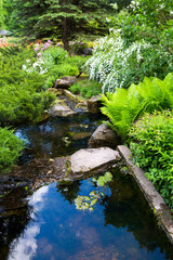 Green plants in Japanese garden