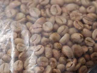 raw not roasted coffee beans from africa on a dark background