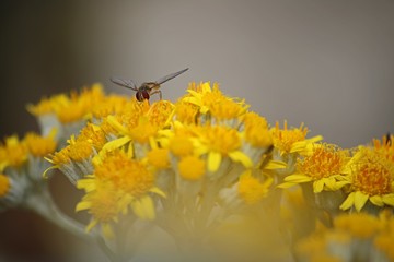 fly on flower