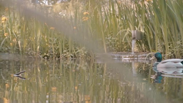 Zeitlupenaufnahme einer Ente, die von der rechten Seite eines Teichs ins Bild kommt, in die Kamera guckt und das Bild dann wieder verlässt