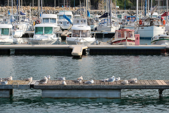 pontoon and seagulls at the port of morgat (brittany - france)