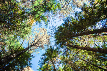View of the tops of trees from below on a bright sunny day.