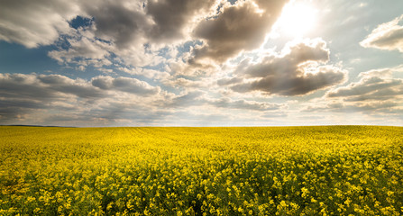 Obraz premium Yellow rapeseed field against the sky with clouds.