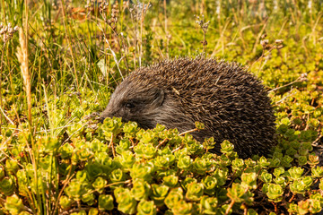 Ein Igel am Tag im Steingarten.