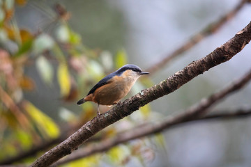 White tailed Nuthatch, Sitta himalayensis, Pangolekha Wildlife Sanctuary, Sikkim, India