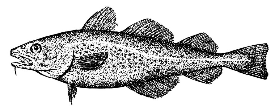 black and white fish drawing clip art preview