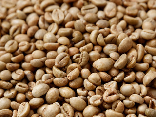 raw not roasted coffee beans from africa on a dark background