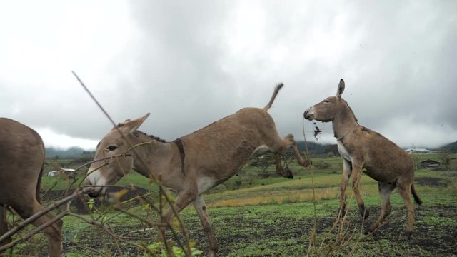 Livestock group of donkeys, one of which is angry and tries to kick another donkey with both of his legs in a grassy field valley in the bush jungle of Tanzania Africa on a cloudy day - slowmotion