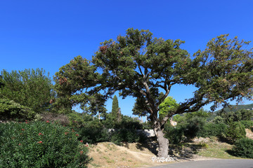 Old oak tree